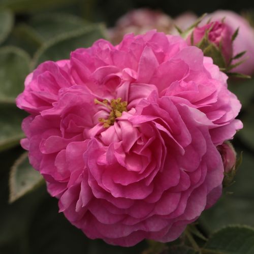 Vendita, rose rose antiche - porpora - Rosa Himmelsauge - rosa intensamente profumata - Rudolf Geschwind - Possiamo ammirarne solo una, ma abbondante, fioritura in primavera o estate.